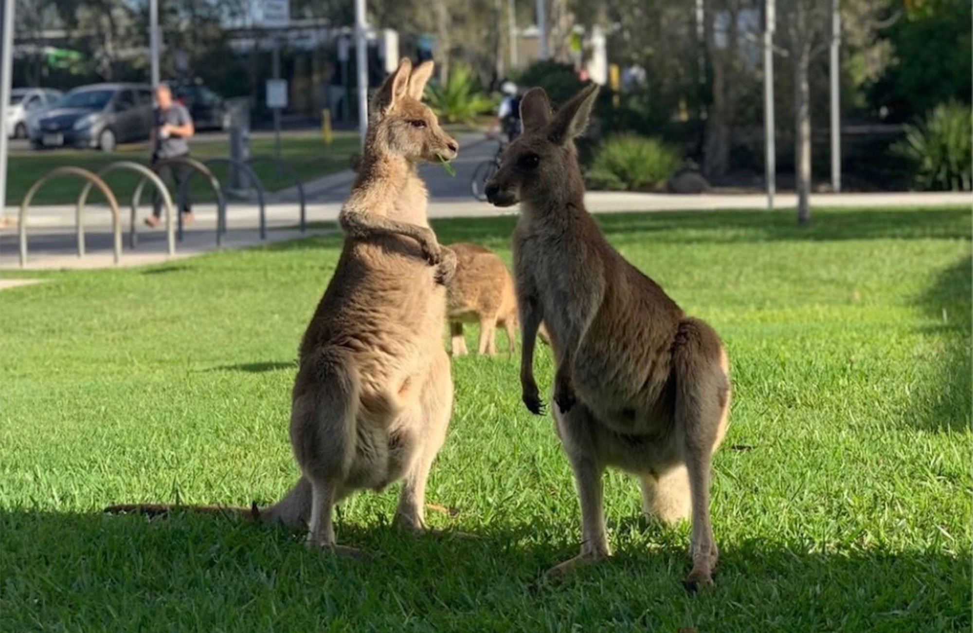 kangaroos on campus at USC in Australia